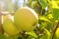 Yellow Ripe ApplesÂ in Orchard,Â Apple Tree,Â Golden Delicious Royalty Free Stock Photo